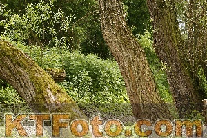 Foto 2853459